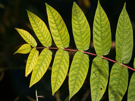 Black Walnut Tree Leaves Close Up Stock Photo - Image of fade, green: 183788342