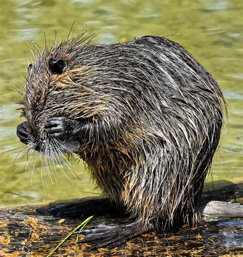 nutria, water rat, water, splashing, animal world, animal, nature, fur ...