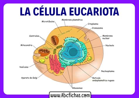 Celula eucariota y sus partes - ABC Fichas