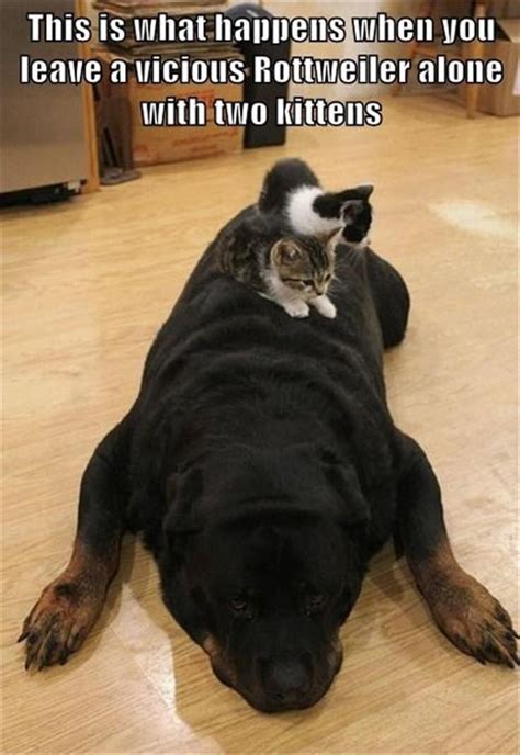 Attack Of The Funny Animals - 45 Pics