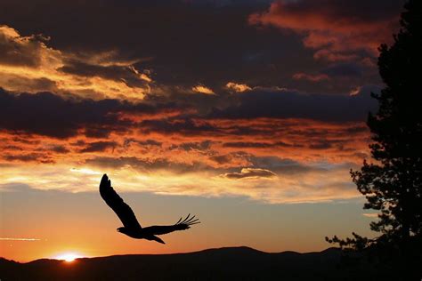 Eagle At Sunset | Eagle painting, Sunset silhouette, Eagle silhouette