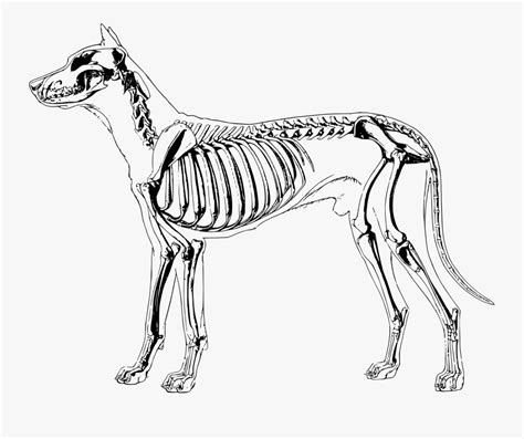 Big Image Png - Dog Skeleton Clip Art , Free Transparent Clipart - ClipartKey