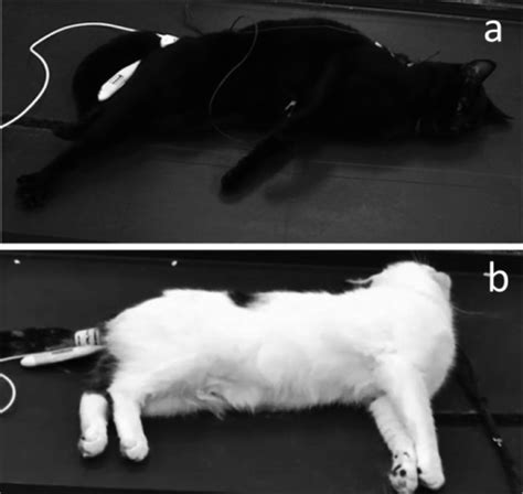 Opisthotonus-like posture observed in cats during the r | Open-i