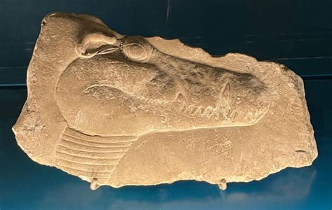 Egypt's Nile Is Home to a Special Crocodile | Natural History Museum of ...