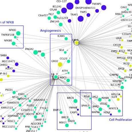 IL6 and IL8 related gene network. The direct parents and children of... | Download Scientific ...