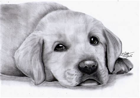Portrait dessiné d'un adorable chiot labrador : Dessins par dessine-mon-portrait | Dessin chien ...