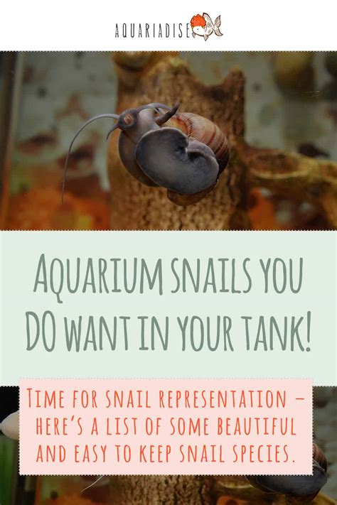 Aquarium Snails You Do Want In Your Tank! - Aquariadise