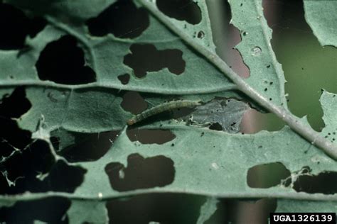 Diamondback moth | WikiGardener | FANDOM powered by Wikia