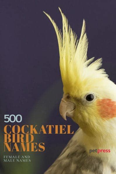 Cockatiel Names – The 300 Most Popular Names for Cockatiels | PetPress