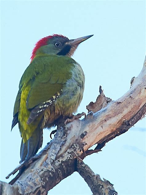 Explore the Wonders of Morocco Nature with Birdwatching Tours - Birding ...