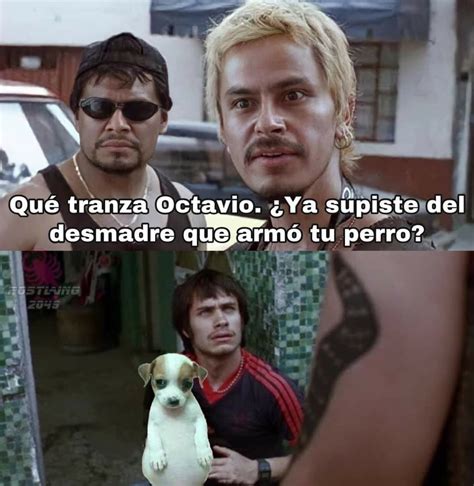 Perro panzon - Meme subido por Dinanamo :) Memedroid