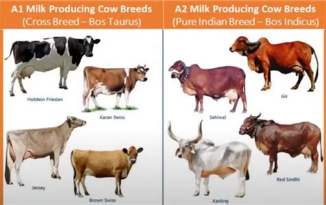 Desi and Jersey Cow Milk Difference, Health Benefits