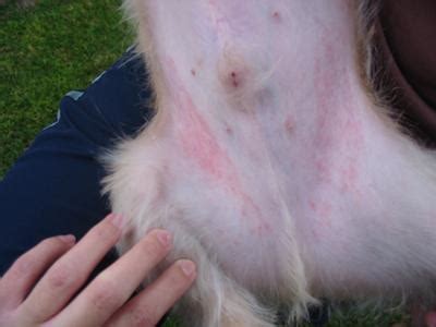 Persistent Red Rash on Inside of Dog's Legs - Superficial Skin Fold ...