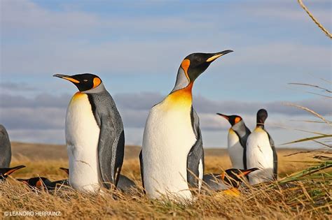 Ushuaia: Pinguino Rey (Aptenodytes patagonicus)