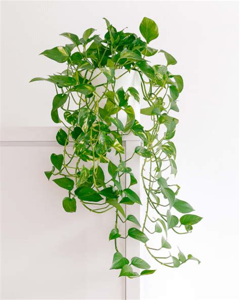 15 Climbing Plants For Indoors + How To Help Them Grow Faster | mindbodygreen