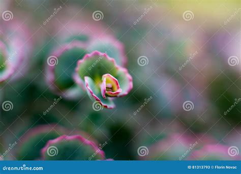 Creeping Blue Sedum stock image. Image of close, depth - 81313793