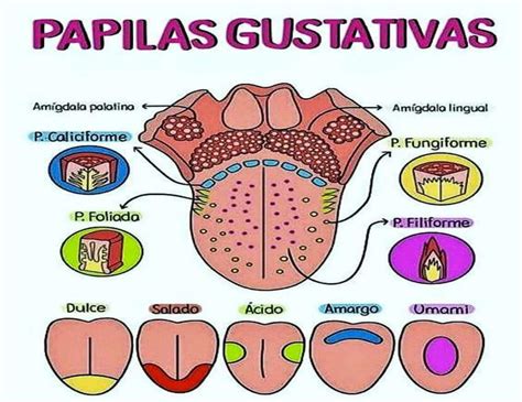 Papilas Gustativas Anatomia y fisiologia humana, Anatomía médica ...