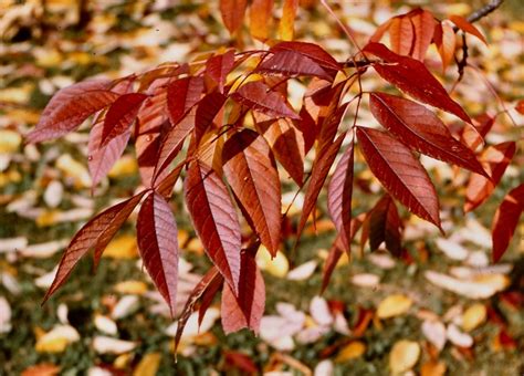 Species Spotlight: Ash Trees Under Threat | West Virginia Botanic Garden