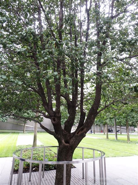 Big Apple Secrets: The Survivor Tree at the 9/11 Memorial Plaza