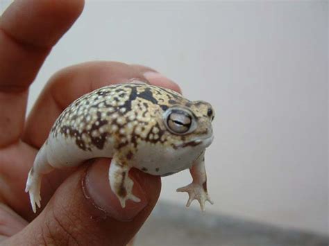 This Namaqua Rain Frog Looks and Sounds Just Like a lil Squeaky Toy! Warning: ADORABLE ...