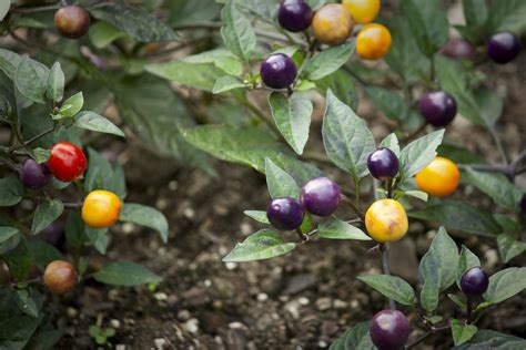 Pin by Rose Jhonson on Gardening | Veg garden, Capsicum annuum, Horticulture