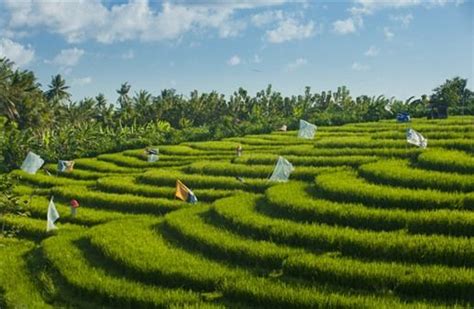 Terraced padi fields in Bali, Indonesia | Need a vacation, Travel inspiration, Bali