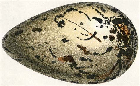 Egg of Great Auk. Adolph Millot (1857-1921) | Bird eggs, Great auk, Eggs