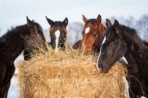 Four young horses eating hay outdoors – The Northwest Horse Source