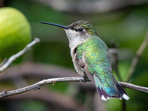 Ruby-throated Hummingbird - eBird