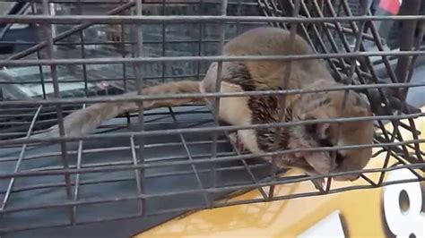 Flying Squirrel Trap & Removal - YouTube