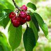 Montmorency Cherry Tree For Sale - 4-5ft Bareroot Organic