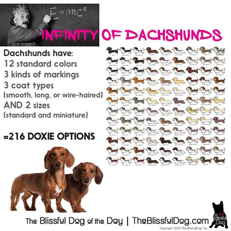 Dachshunds have over 200 possible coat color, size and coat type ...