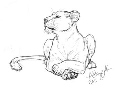 Gallery For > How To Draw A Lioness … | Animal sketches, Animal drawings, Sketches