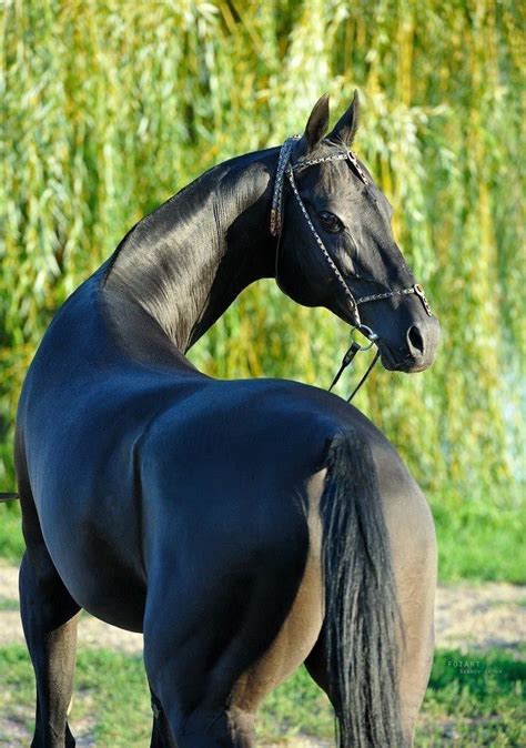 Beautiful black horse. | Akhal teke horses, Horses, Akhal teke