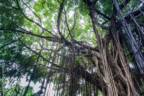 Branch of a banyan tree Stock Photo | Adobe Stock