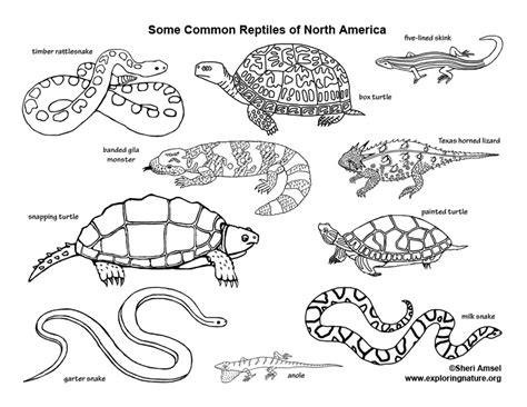 Reptiles of North America – Coloring Nature