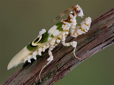 Do Praying Mantis Kill Hummingbirds? What You Need To Know! - Optics Mag