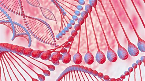 Nucleic Acid - Definition, Function and Examples | Biology Dictionary