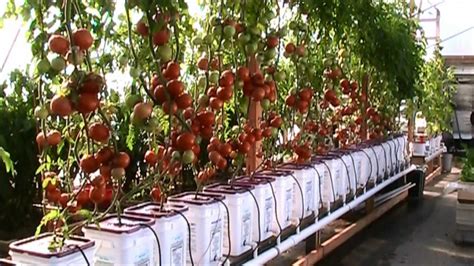 Dutch Bucket Hydroponic Tomatoes - Lessons Learned and a New Crop - YouTube