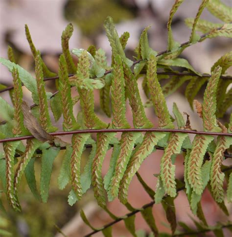 Christmas fern | Identify that Plant