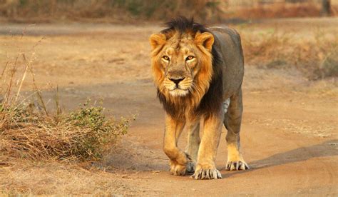 12 Fantastic Animals to Spot in India's National Parks