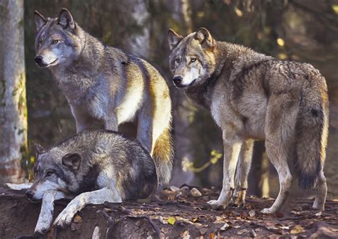 Wolf Pack 3D Postcard | UAMN Store - UA Museum of the North