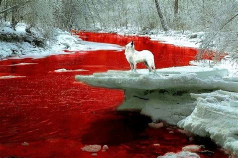 Bloody Wolf Wallpapers - Wolf Background Images