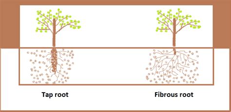 Diagram Of Plant Structure Taproot Vs Fibrous Root System Fi