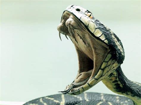 20 Most Venomous Snakes in the World - Facts.net