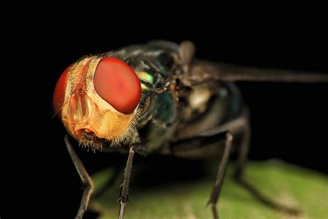 Fly Face by iyokcoda | Macro