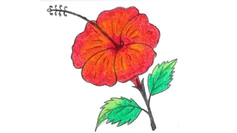 How to draw a beautiful China Rose (Hibiscus) Flower | Beautiful flower ...