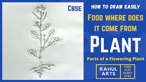 How to draw Plant : Parts of a Flowering Plant | Food where does it come from | NCERT Class 6 ...