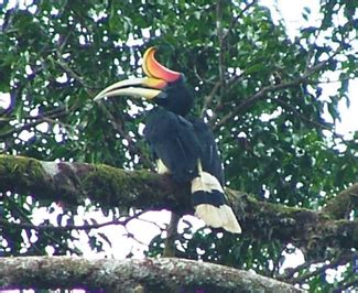 Maskot Fauna Provinsi Sulawesi Selatan | Fauna Indonesia