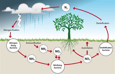 Nitrogen Cycle | Land Management Online Course